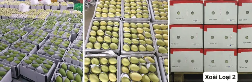 Best price 2023 Premium Fresh Mango From Vietnam100% Natural Premium Grade of Fresh Mango with Best Taste