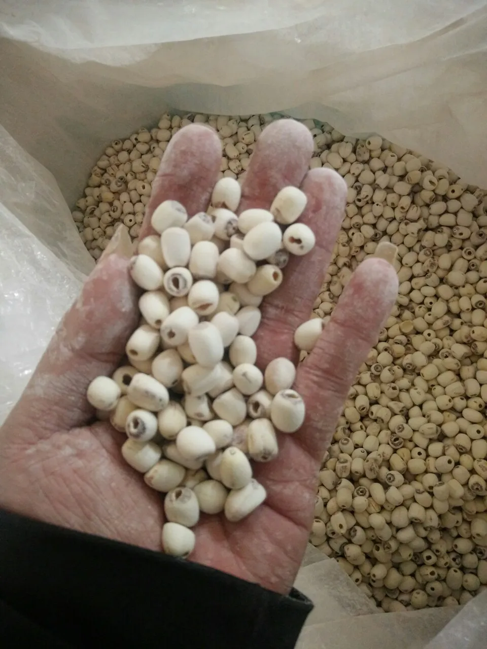 Premium Dried Lotus Seeds Bulk Packaging Available for International Markets and Food Manufacturers