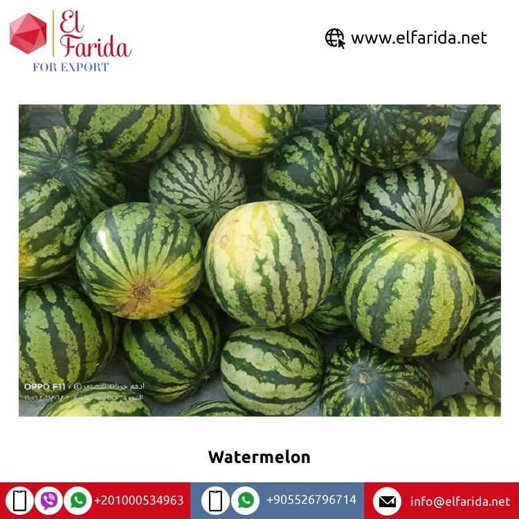 100% натуральный вкусный вкус, лучшее качество, оптовая продажа, Египетский свежий фруктовый арбуз без семян по надежной рыночной цене из египта