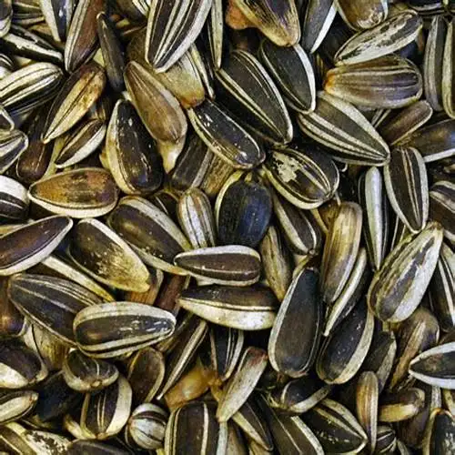 Best Seller Premium Confectionery Sunflower Kernels Bulgarian Origin New Crop Hulled Sunflower Seeds