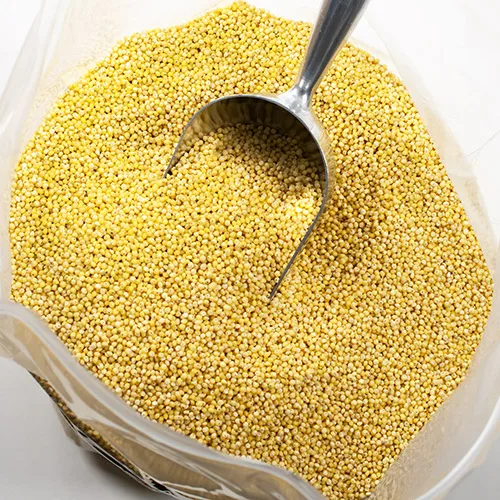 Organic Yellow Millet Hulled Glutinous Millet for Bird Fe