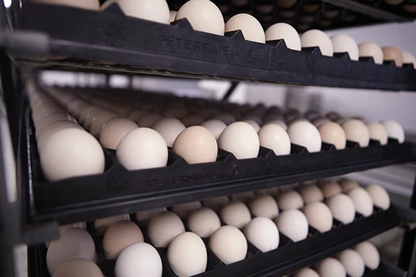 Оптовая цена, бройлерные инкубационные яйца Ross 308 и Cobb 500, куриные настольные яйца свежие с фермы