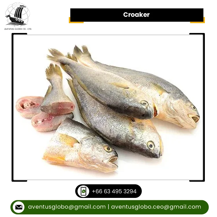 Most Wholesale Selling Premium Quality Natural and Pure Clean Seafood Frozen Croaker Fish from Thailand