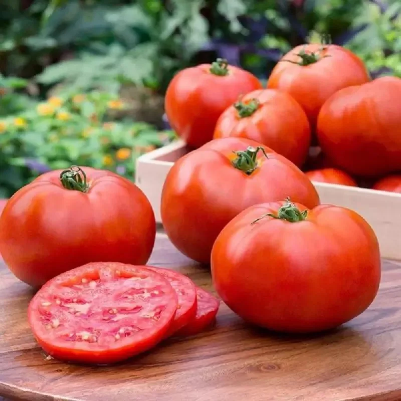 Large size export fresh tomatoes
