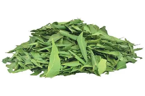 Neem Leaves Powder Azardiractha Indica Huile De Neem Indian Lilac Margosa Tree Margousier Nim Leaf