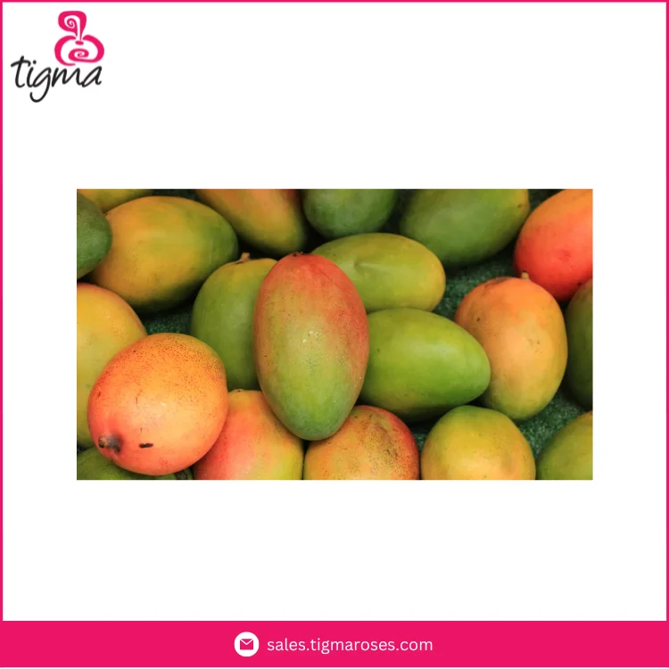 Поставщик высококачественных сладких вкусных манго Кент по лучшей цене от Эквадор