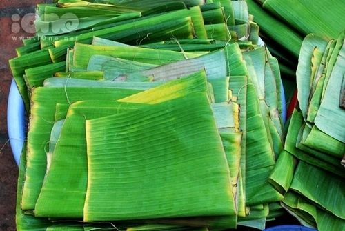Vietnam Banana Leaves - Organic, Fresh, and Sterilized - High Quality and Affordable Wholesale