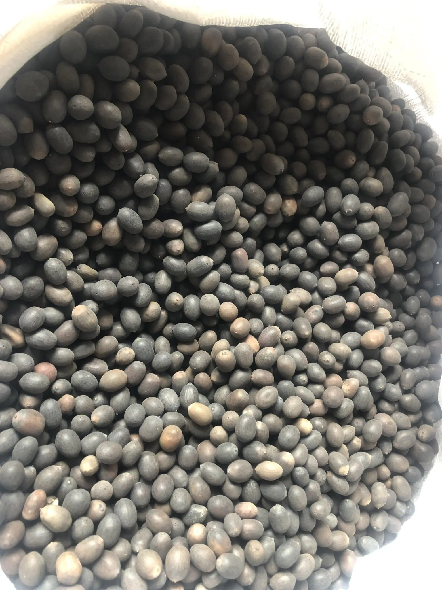 VINAPRO GROUP предлагает семена лотоса премиум-класса 100% натуральные из северной части Вьетнама.