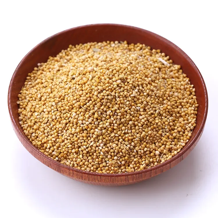 Indian Yellow Millet for Bird Feed from India