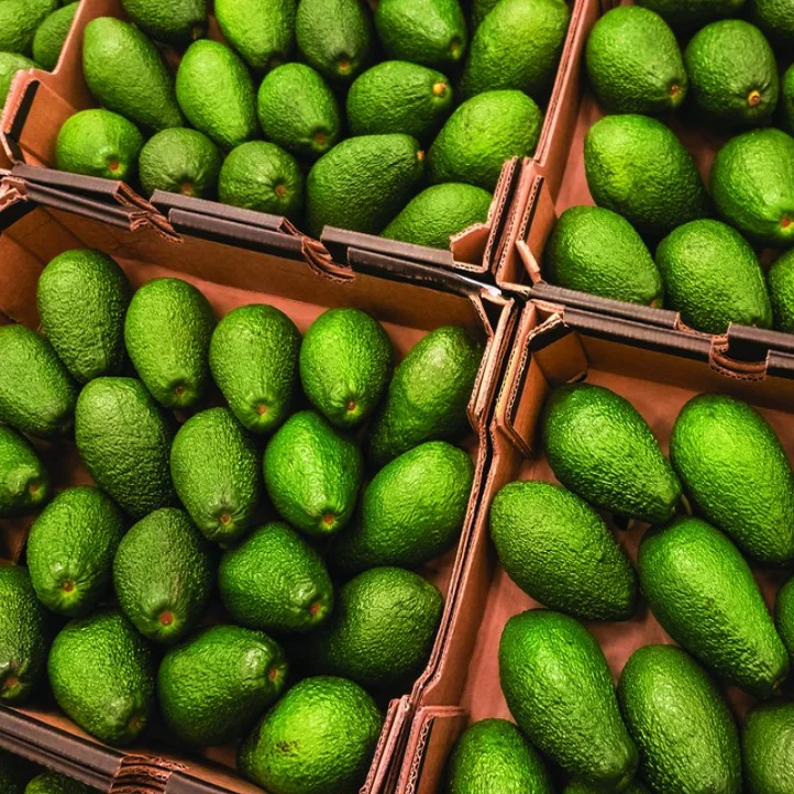 Best Quality Natural Fresh Avocado for Sale Organic Fresh Avocado Fruit at Wholesale Farm Price
