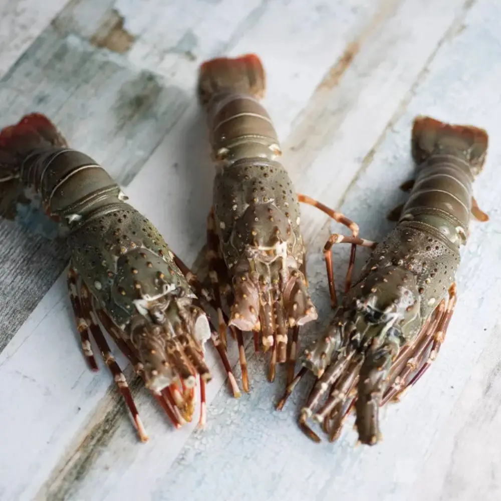 Wholesale Good Quality Canadian Lobster for Export