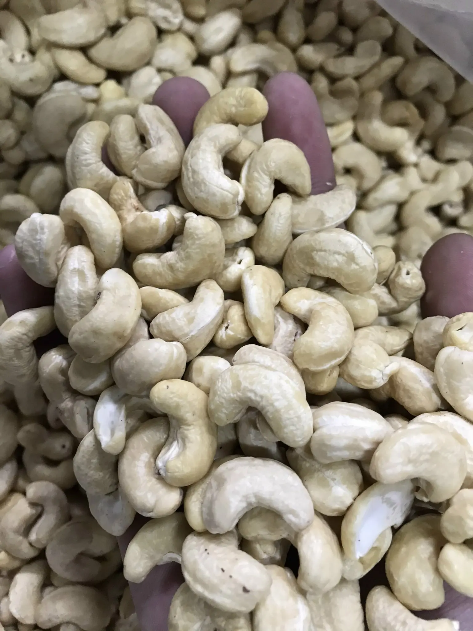 Vietnam Fresh Dried Processed CASHEW NUTS KERNELS in WW240 W240 W320 AFI Vacuum Bags for Food Applications  - ANNA DO