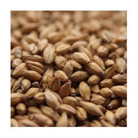 100% Malt Barley, Hulled Barley, Pearl Barley For Sale Animal Feed and Human / Barley Malt at cheap price