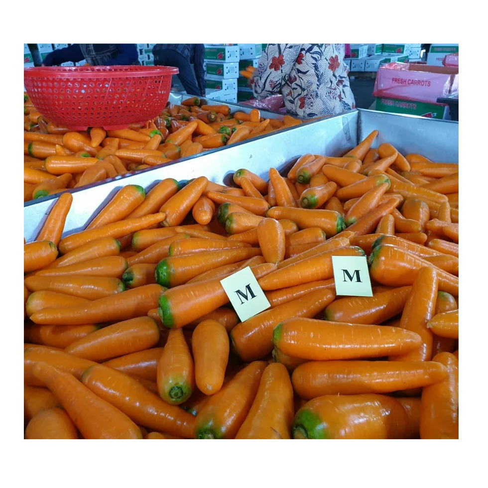 Vietnam fresh bulk carrots for sale best quality good price From 99 Gold Data