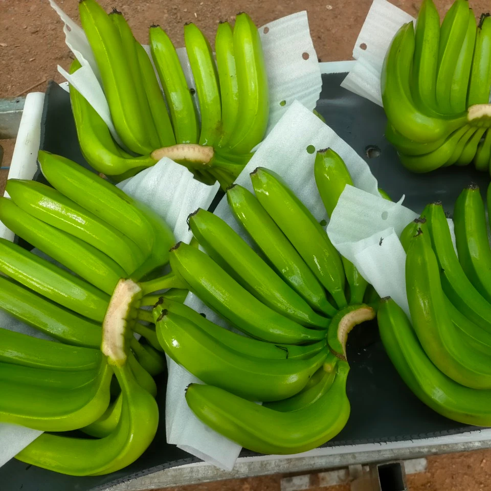 Cavendish Banana 100% Fresh Banana made in Viet Nam Wholesale Newest crop Natural sweet taste