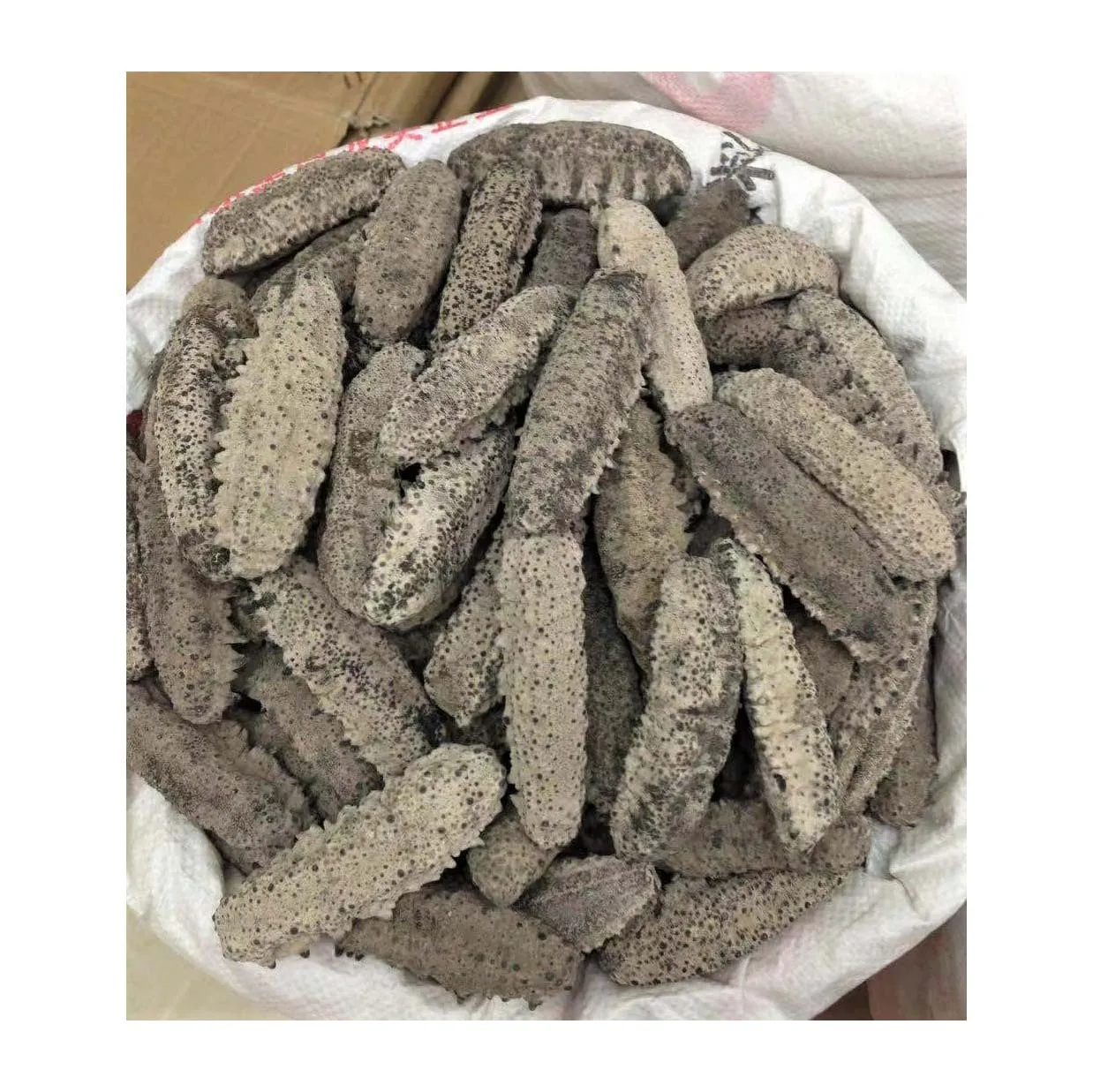 High-grade Fresh Sea Cucumber at Good Market Prices