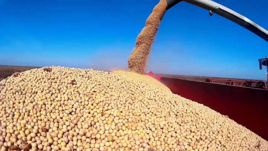CLEAN SOYBEANS SOYA FROM SOUTH AMERICA