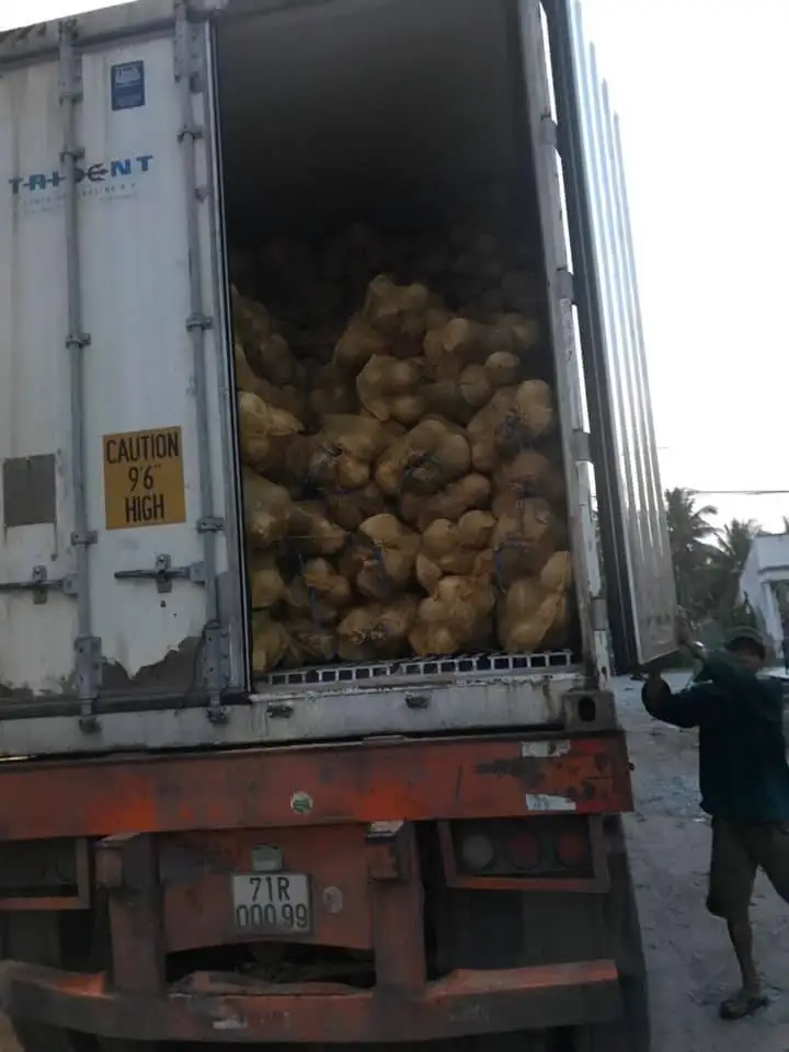 Big Supply Competitive Price Dry Brown Semi Husked Coconut With Tight Export Standard From Vietnam Best Seller