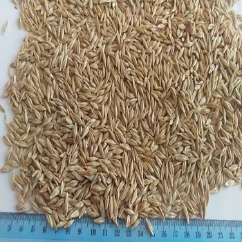 EU Manufacturer animal feed Wheat Bran for animal feed barley