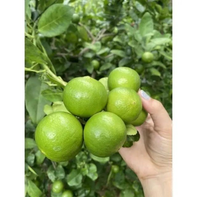 High Quality 100% Natural Fresh LEMON Fruit Wholesale From Thailand Green Citrus  Lemon Lime Juice