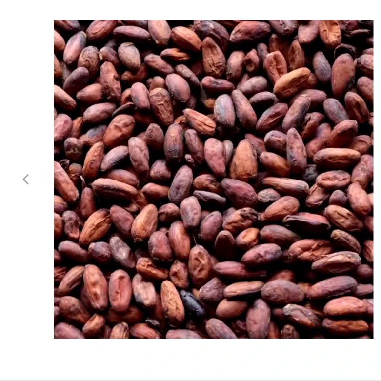 Wholesale Price Highest Selling Pure Quality Natural Organic Dry Cocoa Beans for Sale from Trusted Vendor