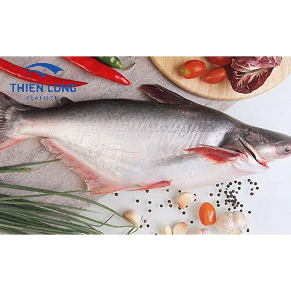 IQF Whole Round Pangasius Fish With Weight 10kg And Shelf Life 24 Months Made In Vietnam