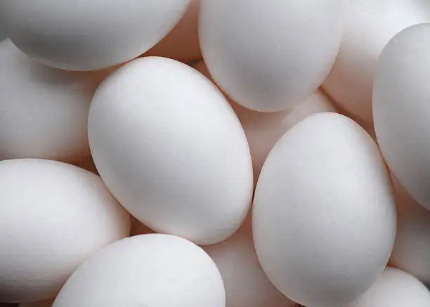 Fresh Eggs