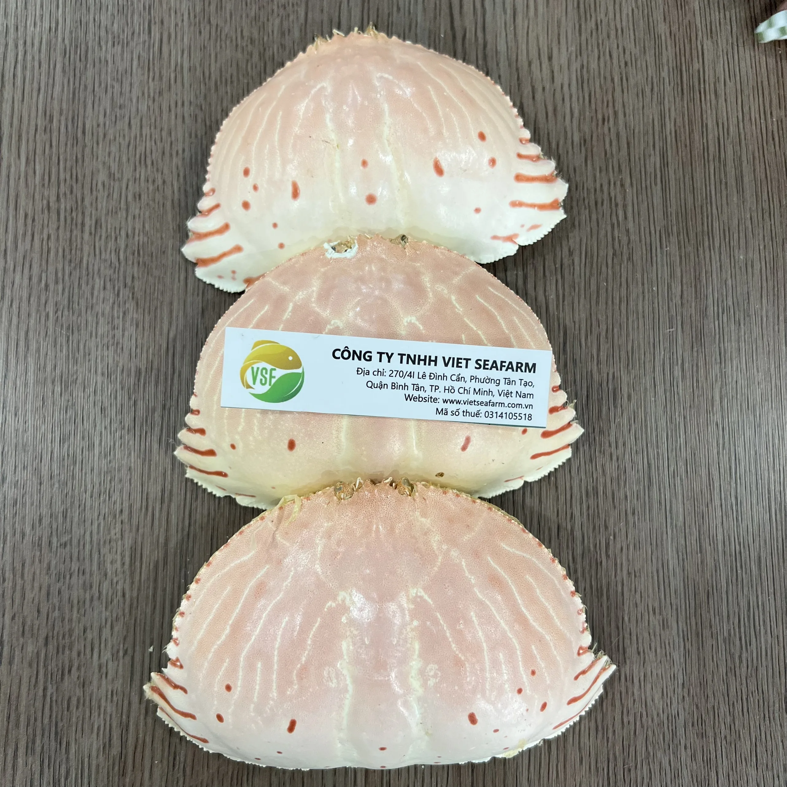 2020 Hot Selling Seashells 100% Natural High Quality Cheap Price Many Styles And Size For Decorating From Vietnam
