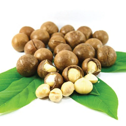 Natural Macadamia Nut Grade 1 Delicious Premium Quality Competitive Price For Wholesale In Bulk