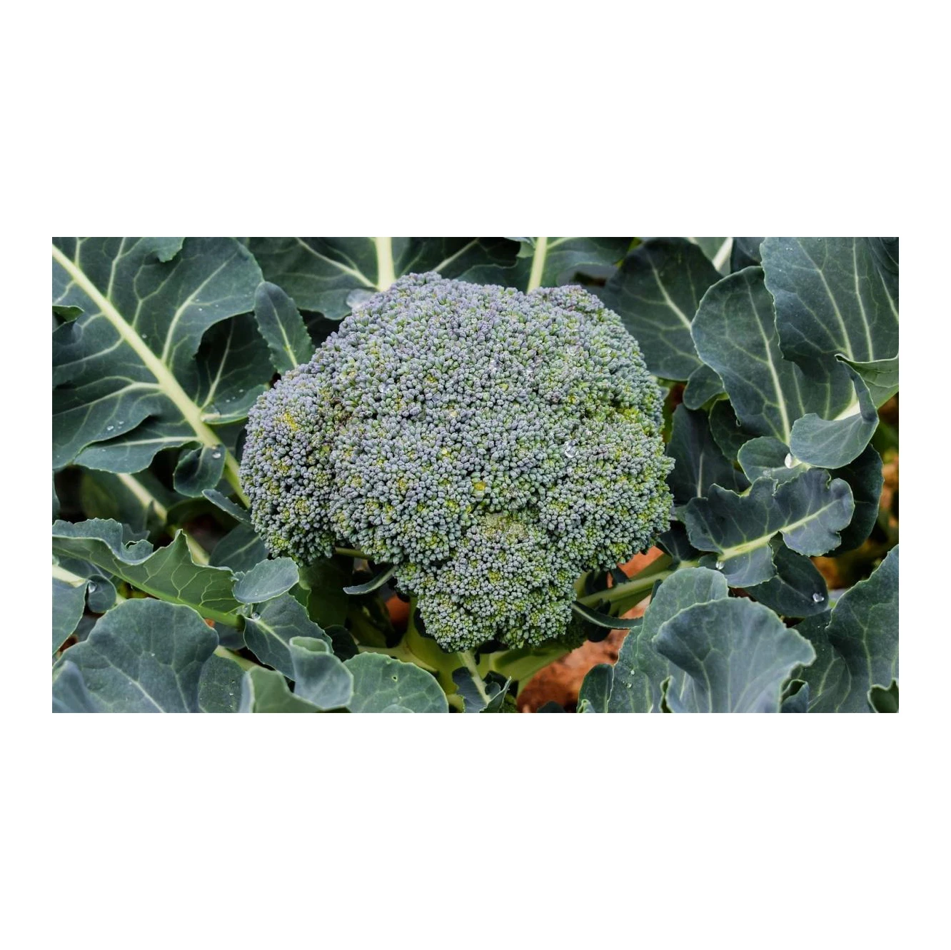 Good Quality Wholesale Fresh Broccoli Hot Sale High Quality Fresh Broccoli Factory Low Price Broccoli