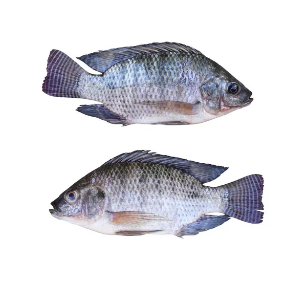 Popular items Market Wholesale Factory Packaging Hot Sale Frozen Hilsha Fish Stock Fish Fresh Season Fish From Bangladesh