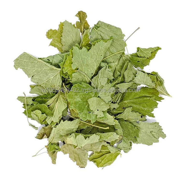 Dried whole currant leaves tea very beneficial for health best quality reliable supplier dried currant leaf