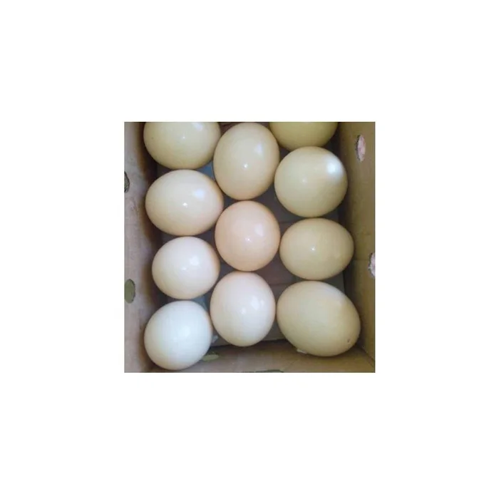 Chicken Eggs Ostrich Eggs, Chicken Eggs, Eggs Fresh Table Eggs Brown And White