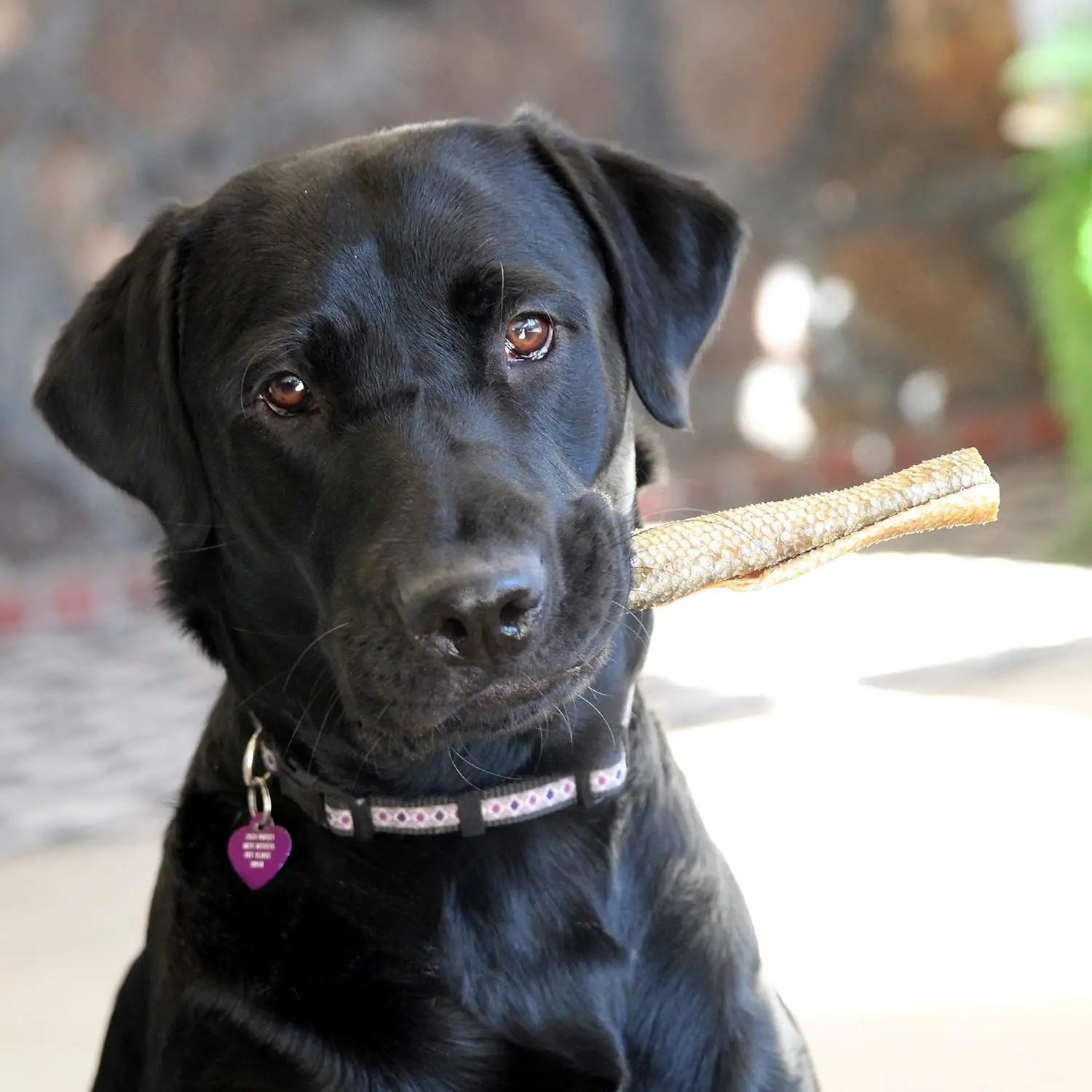 salmon skin/NATURAL FOODS WITH PREFERENTIAL IMPORT AND EXPORT PRICES FROM EXPAD VN IN 2024