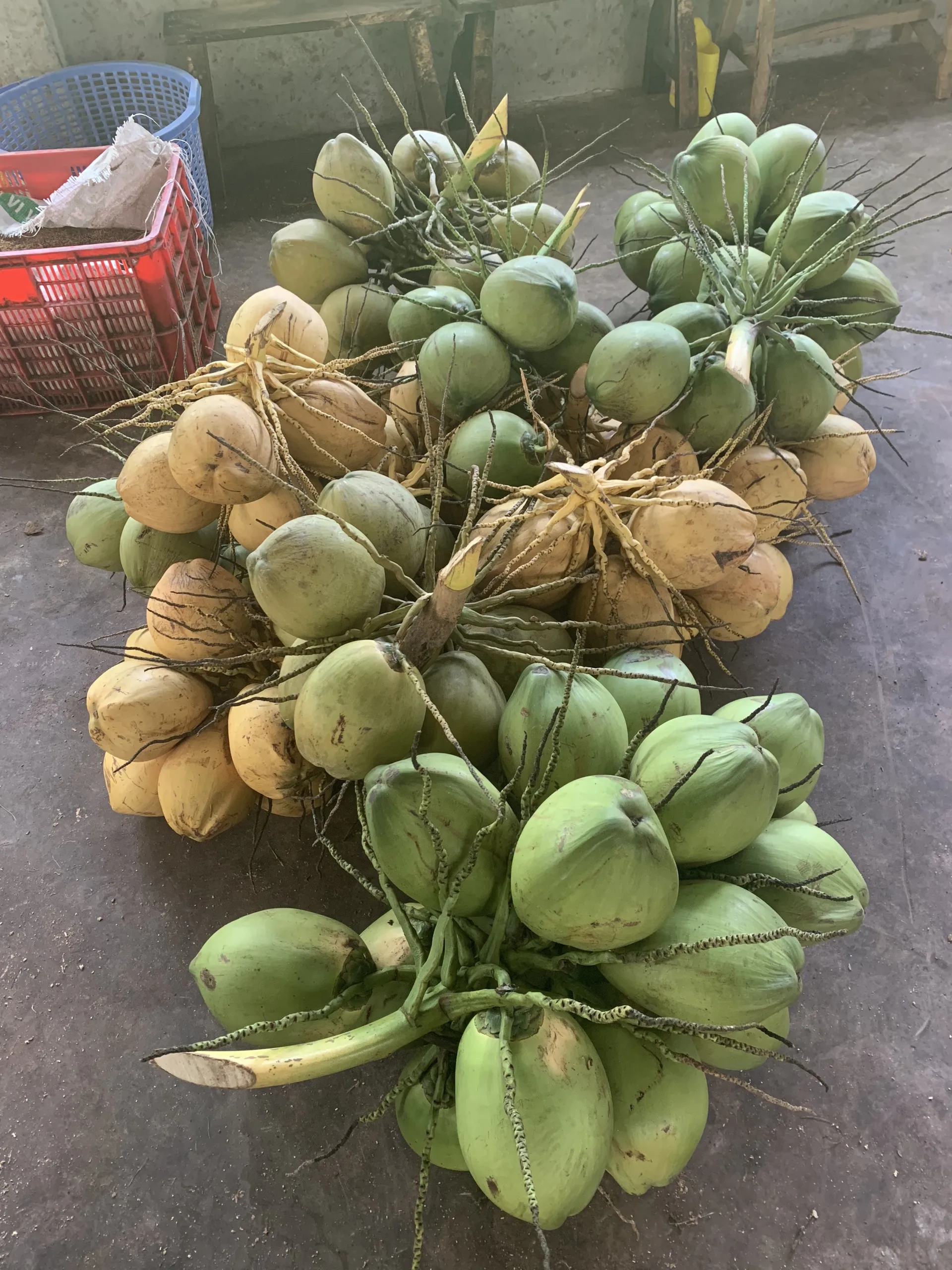 Wholesale Premium Quality Cheap Price FRESH YOUNG DIAMOND COCONUT  From Viet Nam