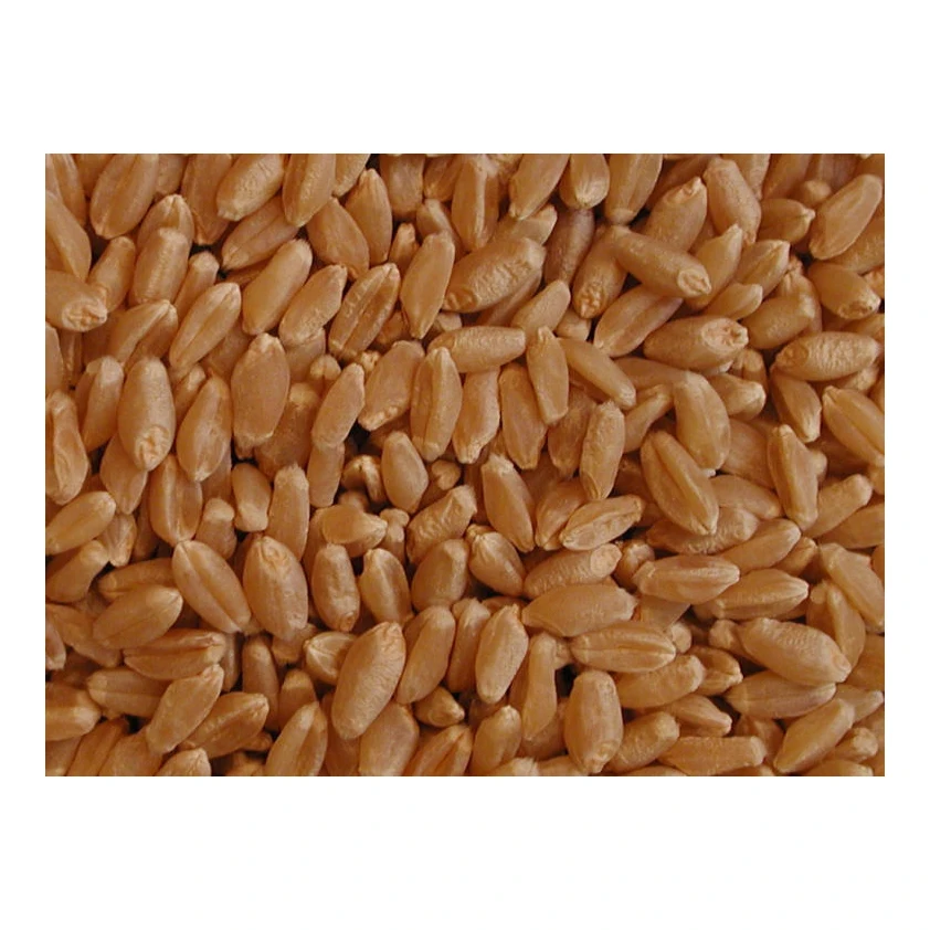 White Soft and Hard Wheat Grains for Sale