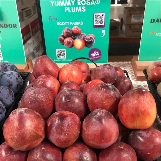 2022 свежие сливы XINMEI, оптовая продажа