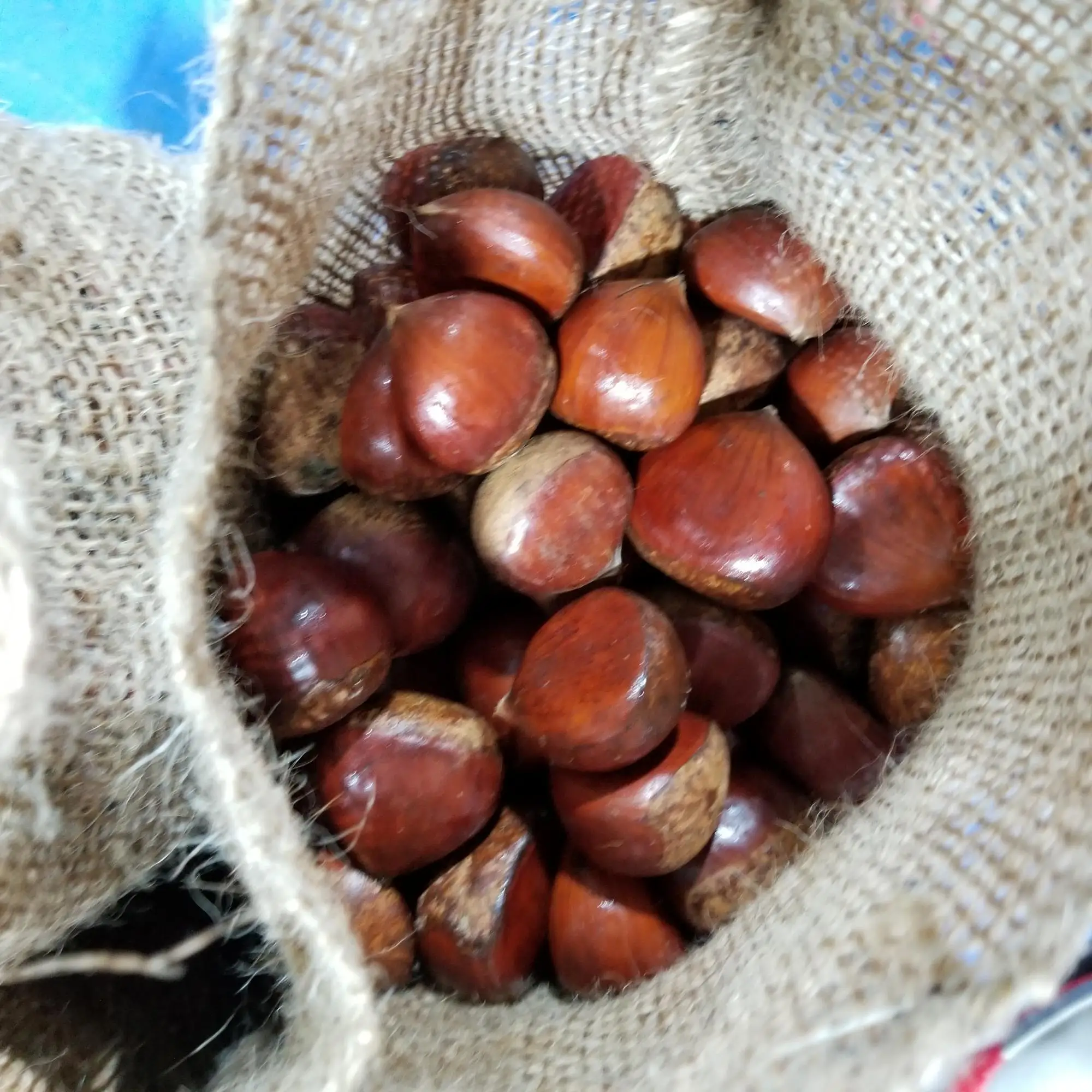 Китайские каштановые орехи