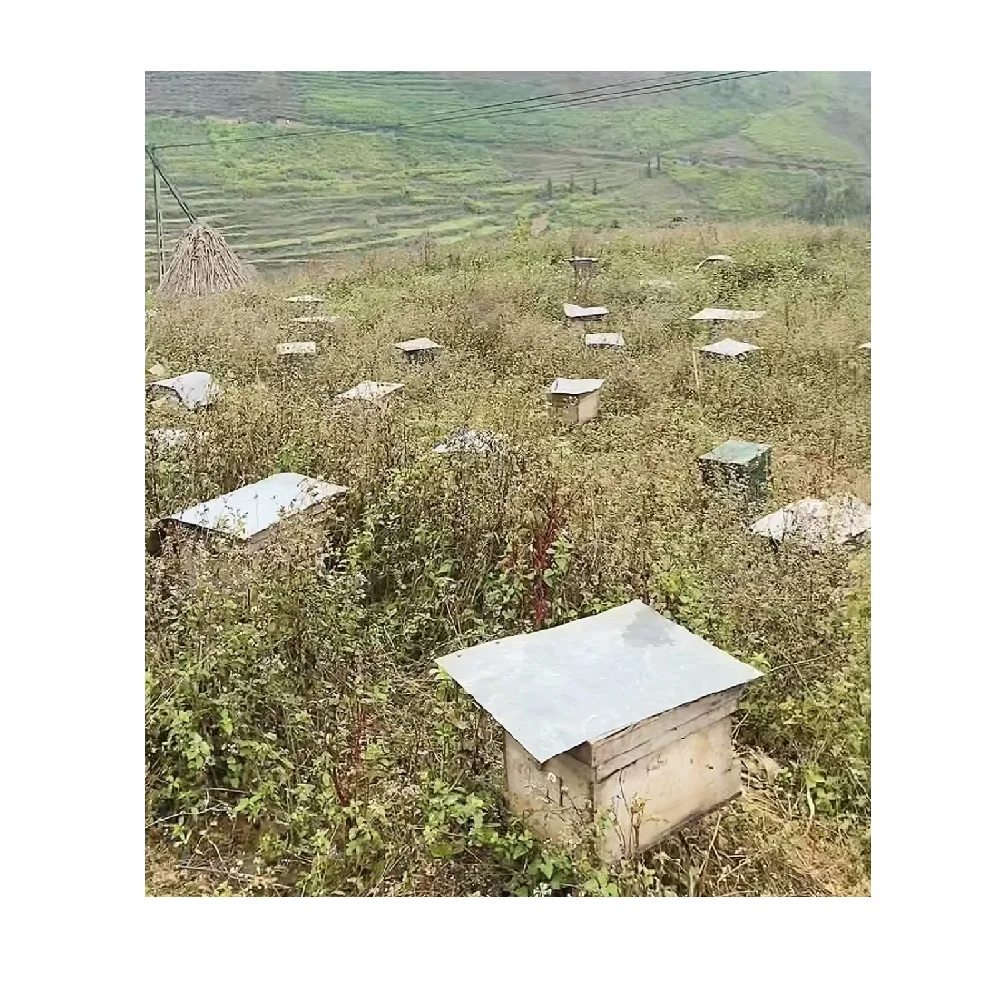 Green Yellow Color Top Selling Hot Quality Best Price Low MOQ Reasonable Price honey raw Mint Honey From Vietnam