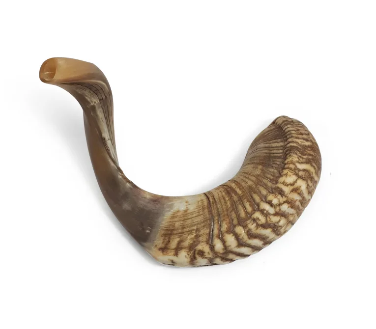 X large Ram Horn Shofar Trumpet from India Natural 16-20 Inch / Deep Sound