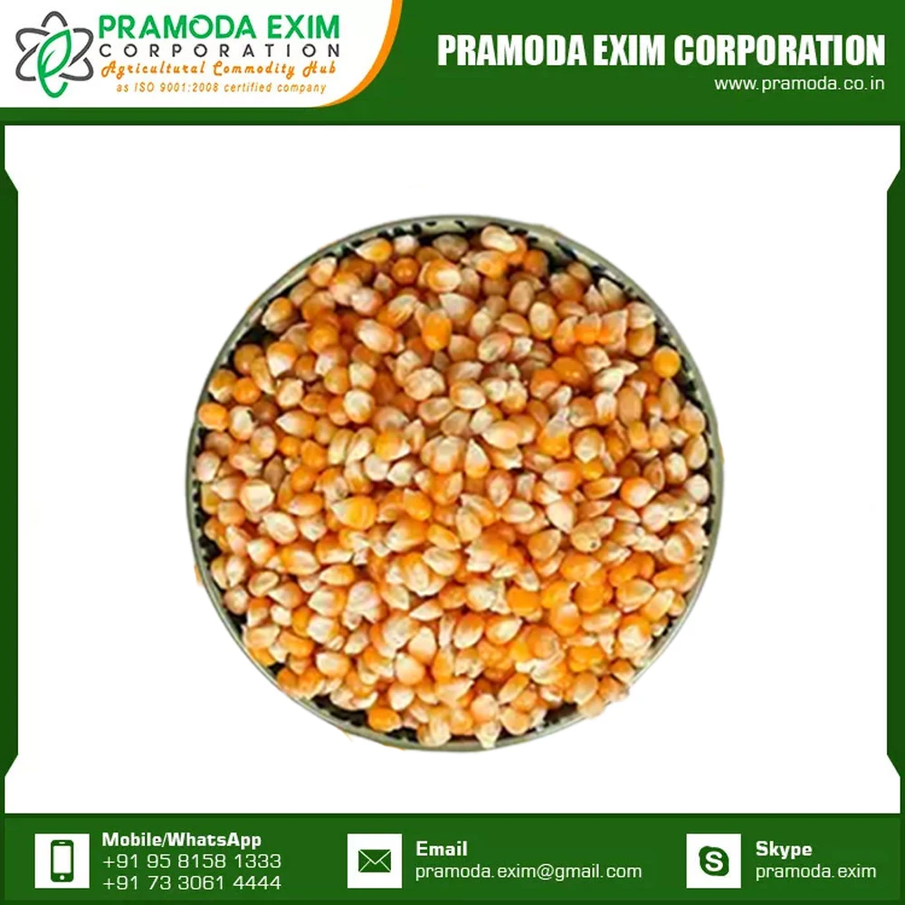 Superb Quality For Sale Yellow Corn Animal Feed Yellow Corn Available At Affordable Price