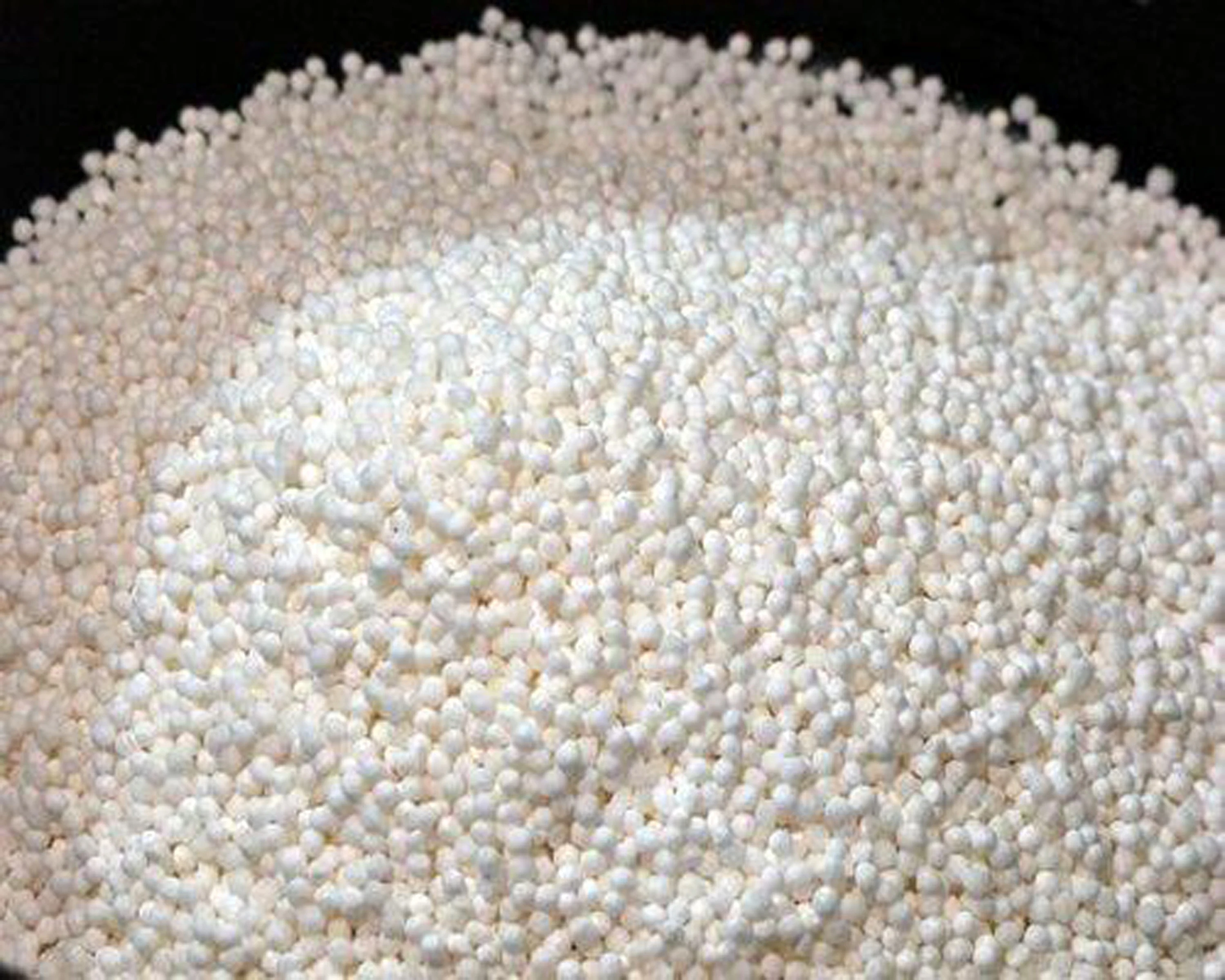 White Sargo Seeds From Myanmar