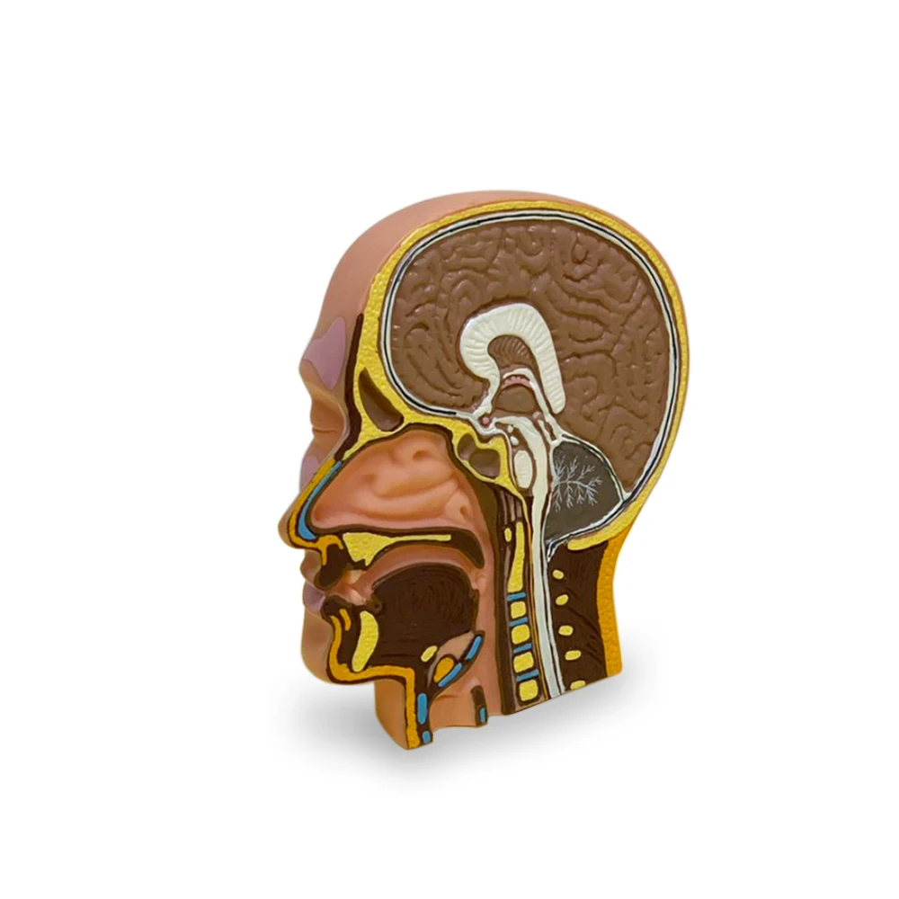 Human Head Anatomy Model For Medical Model