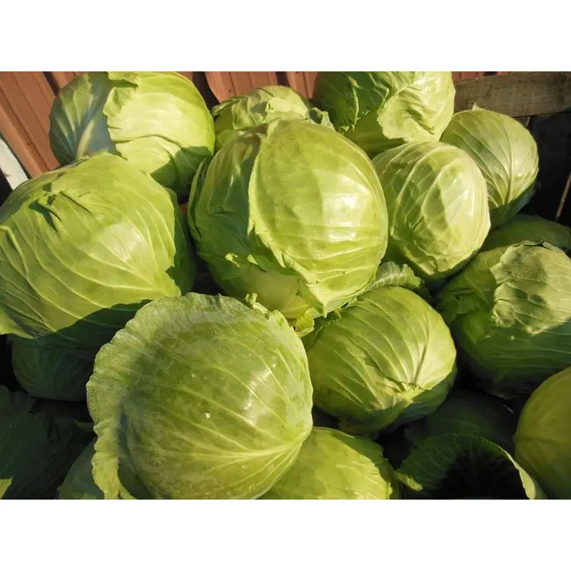 fresh-cabbage-2014727.jpg
