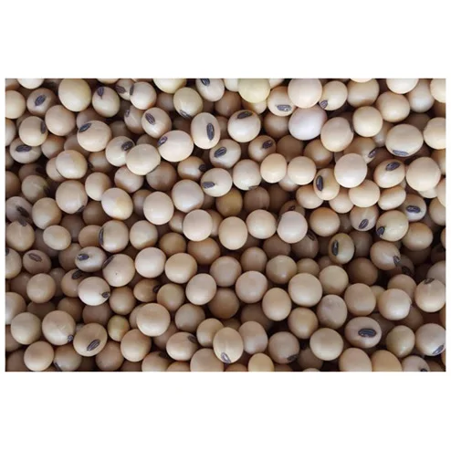 GMO and Non GMO Soyabean/Soybean for Sale Soybeans Soya Soja Bean Common High Quality
