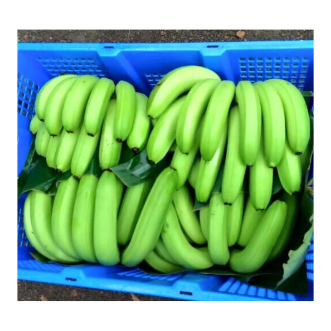 Best Price for Sustainable and Delicious: Vietnamese Bananas / Versatile Fruit Fresh or Green Bananas