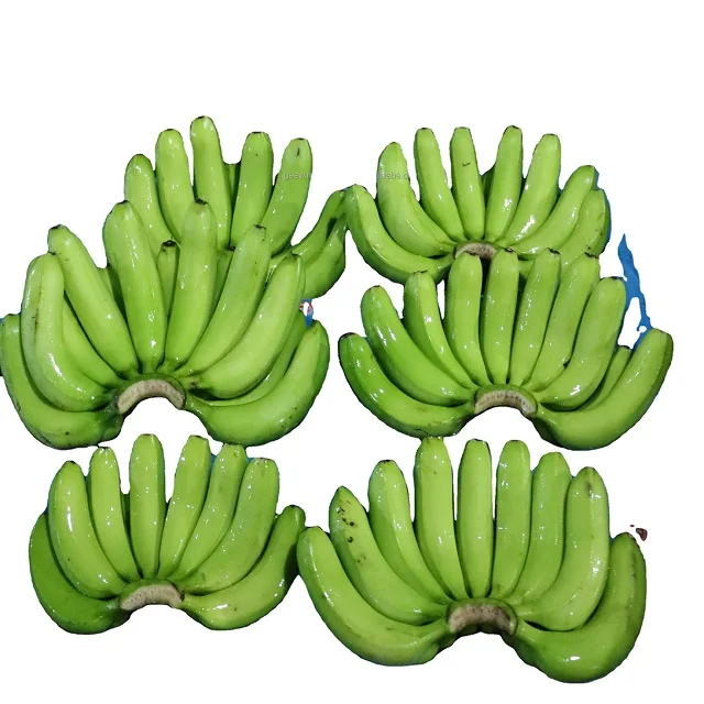 100% Organic Fresh Cavendish Banana Green Plantain Variety Wholesale for Worldwide Export