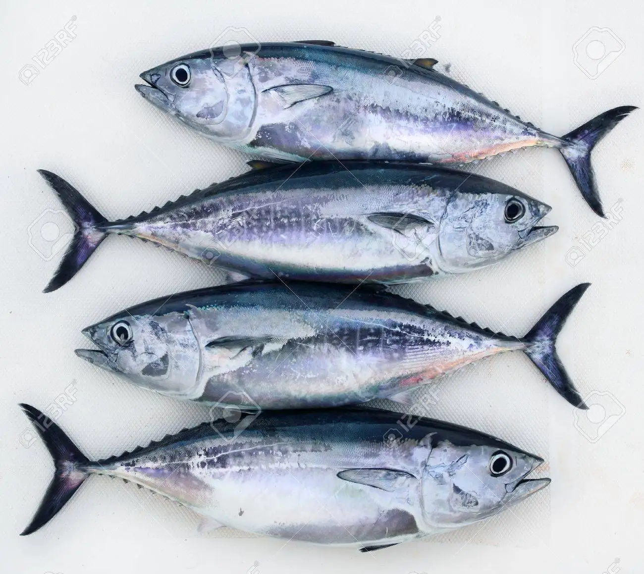 Целые круглые желтоперые сорта скипджек в коробке консервированные сушеные консервированные с масляной водой дешевая цена Филиппины