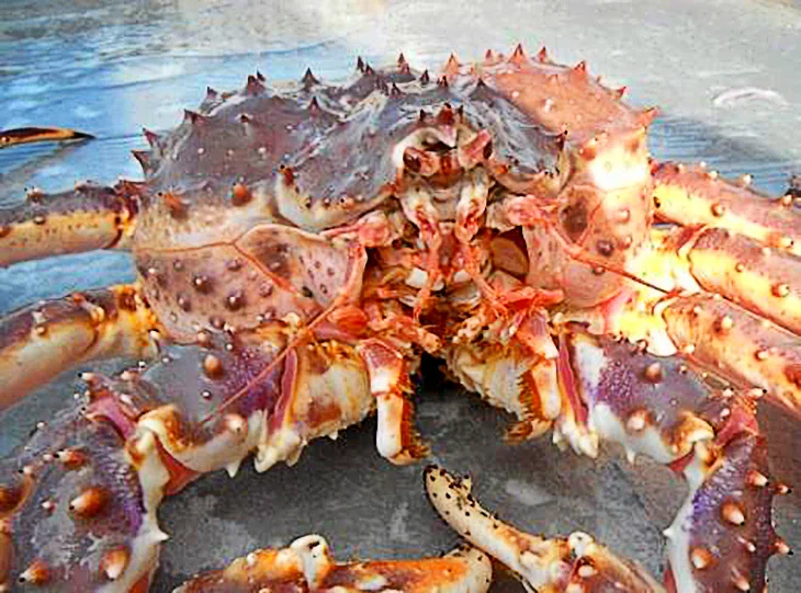 Весь цвет и размер краба короля по низким ценам.