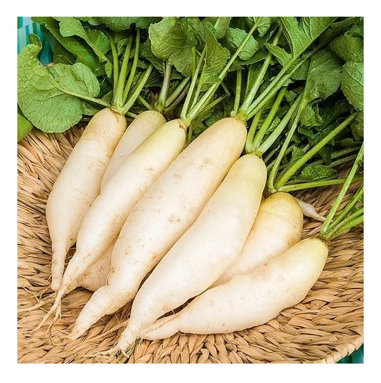 Best Quality Hot Sale Price Fresh Vegetables Orange Carrots